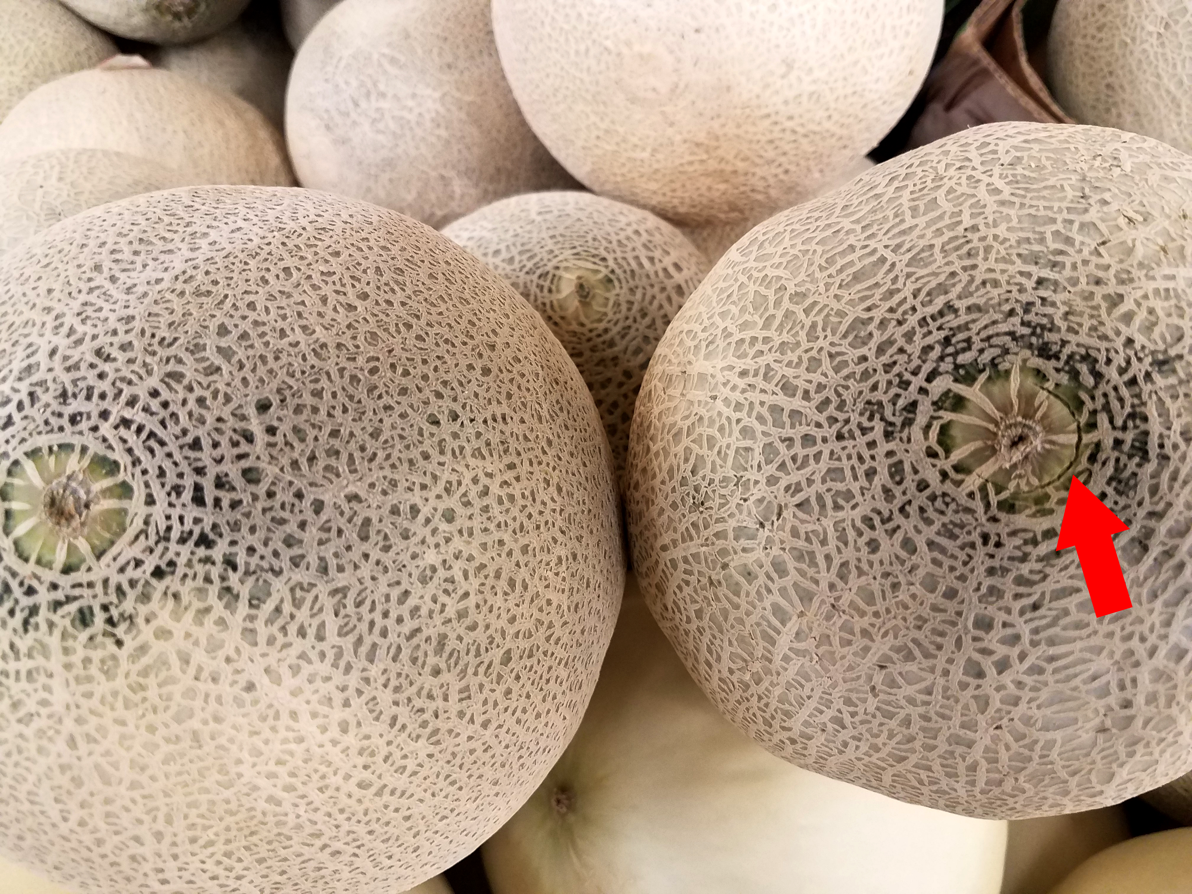 Winter cantaloupe